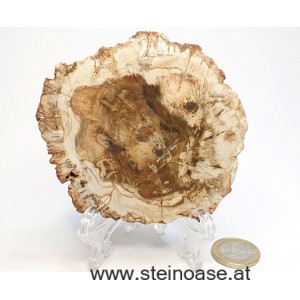 Versteinertes Holz Scheibe